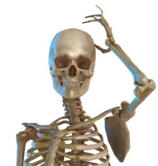 Anatomie échographique détaillée des épicondyles médial et latéral