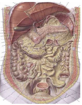La cavité abdominale en image